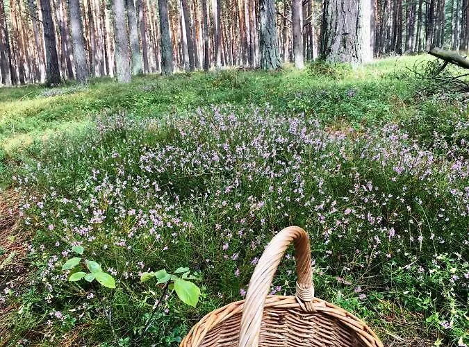 Dom wakacyjny Dom Morski *