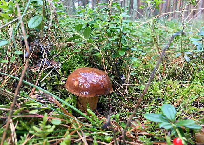 Dom wakacyjny Dom Morski